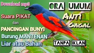 Download download suara pikat dan pancingan bunyi burung mantenan ora umum MP3