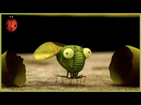 Cicada Do Brasil | Minuscule