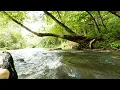 Cartecay River Experience Extreme Tubing Ellijay Georgia