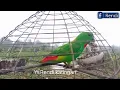 Download Lagu Suara panggil pikat serindit jantan//serindit jantan gacor mencari kawan