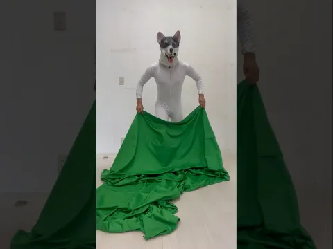 『Dog Illusion』#dog #illusion