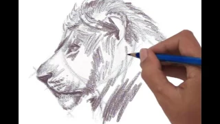 Male Lion Head side view