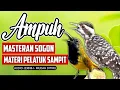Download Lagu AMPUH !! Masteran SOGON Materi Pelatuk Sampit  Untuk Sogok Ontong Lomba #masteransogon