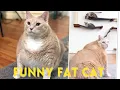 Download Lagu funniest  fat cat compilation