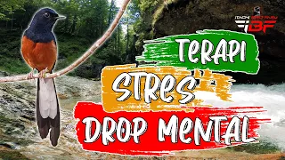 terapi murai batu stres drop mental kembali fighter