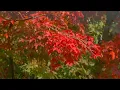 Fall Color Map Where Are The Best Color Changes Happening