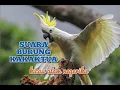 Download Lagu SUARA BURUNG KAKAKTUA
