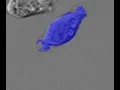 Generating C code for cell detection algorithm in MATLAB