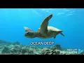 OCEAN DEEP JURIS