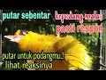 Download Lagu pancingan kepodang agar bunyi gacor teler_kepodang gacor full isian