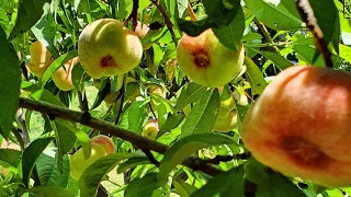Download Donut Peaches Are Ready - First Pickings MP3