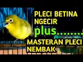 Download Lagu PLECI BETINA NGECIR plus MASTERAN PLECI efektif untuk mempercepat pleci buka paruh dan pleci gacor.