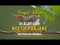 Download Lagu PRENJAK BETINA GACOR, NGETIR PANJANG MEMANGGIL JANTAN DI ALAM LIAR COCOK BUAT MASTERAN DAN PANCINGAN