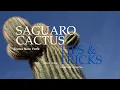 Saguaro Cactus Tips Tricks by Focus New York