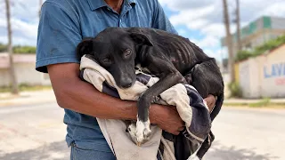 A Homeless Man Had Nothing Left… But He Refused to Give Up on His Dog.