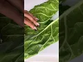 Download Lagu How to Clean and Prepare Collard Greens!