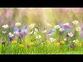 Flowers (feat. Seph Schlueter) - Samantha Ebert | Lyric Video