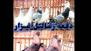 مافو النشيش  زغاليل غزار حمام نش             دندنها