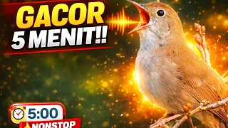  jarang terjadi sikatan londo gacor panjang 5 menit tanpa putus