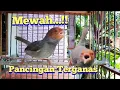 Download Lagu Prenjak Gacor Super Mewah Memancing Prenjak Bahan Anda Emosi \u0026 Gacor Rapat