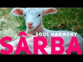 Soul Harmony Sarba 528 Hz Music Therapy Peace and Love