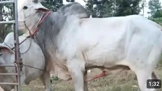 animals mating murrah first time in village animals meeting murrah first time in jungle