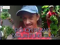 POHON PISANG BERJANTUNG DUA || PISANG CAVENDISKU