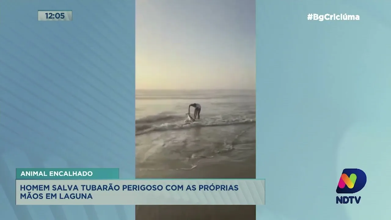 Homem salva tubarão encalhado em praia de Laguna com as próprias mãos