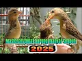 Download Lagu Masteran / pikat burung manyar ampuh 2025