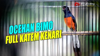 masteran murai gacor bimo edan full tembakan katem kenari shama bird indonesia