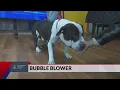 Pet of the Week Bubble Blower the Dog
