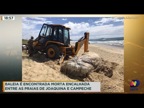 Baleia é encontrada morta encalhada entre as Praias de Joaquina e Campeche
