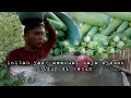 Download Lagu Setiap hari ada saja yang di panen untuk makan selama di kebun warta petani muda hidup di hutan