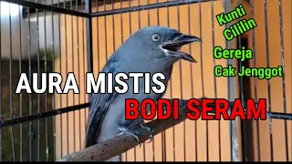  materi masteran srigunting abu abu gacor materi isian paling asik dan mewah nembak paling juara