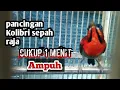 Download Lagu Sepah raja gacor tembakan full istimewa seharga mobil