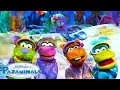 Download Lagu Pajanimals Go Under the Sea! | 25+ Minutes Kids Cartoon | Pajanimals