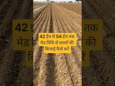 42 ईंच से 54 ईंच तक मेड विधि से सरसों की बिजाई कैसे करें