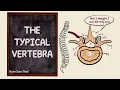 The Typical Vertebra Parts The Vertebral Column Bones Osteology Anatomy Doodles