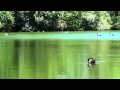 Download Lagu Bird Songs Relaxing - 2 Hours - Sound of Nature