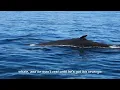 Download Lagu Moby-Dick: The Whale of a Tale That Proves Revenge Is Best Served... Cold and Wet?