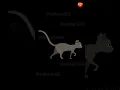 Cat Cat Walk Animation HTML CSS