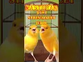 Download Lagu MASTERAN KENARI MACET BUNYI 5 IN 1 | CANARY SINGING