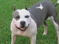 cartel de santa - perros (perros pitbull)