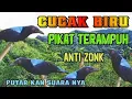 pikat cucak biru, cucak biru liar langsung turun dengar suara pikat ini, ampuh anti zonk,
