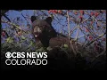 Schools in south Denver metro area go on temporary secure status due to bear