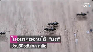 มดสามารถช่วยตรวจหาโรคมะเร็งได้อย่างไร