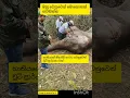 Download Lagu ඔහු වෙනුවෙන් පැතුමක් #dhamma #nivanmaga #buddhistshort