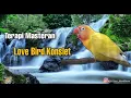 Download Lagu TERAPI MASTERAN LOVEBIRD KONSLET!!!