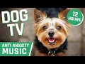 Download Lagu Dog TV: Midnight Melodies of Calm 🌌🎶