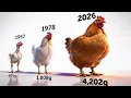 Chickens Are 400 Bigger Now Here s Why That s Bad